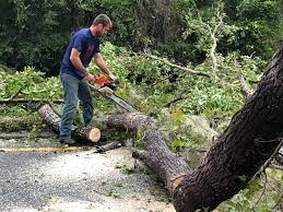 How Our Tree Care Process Works  in  Oostburg, WI