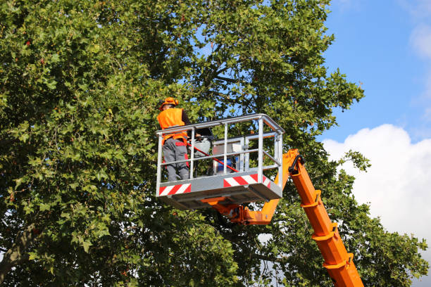 Reliable Oostburg, WI  Tree Services Solutions